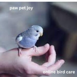 online bird care