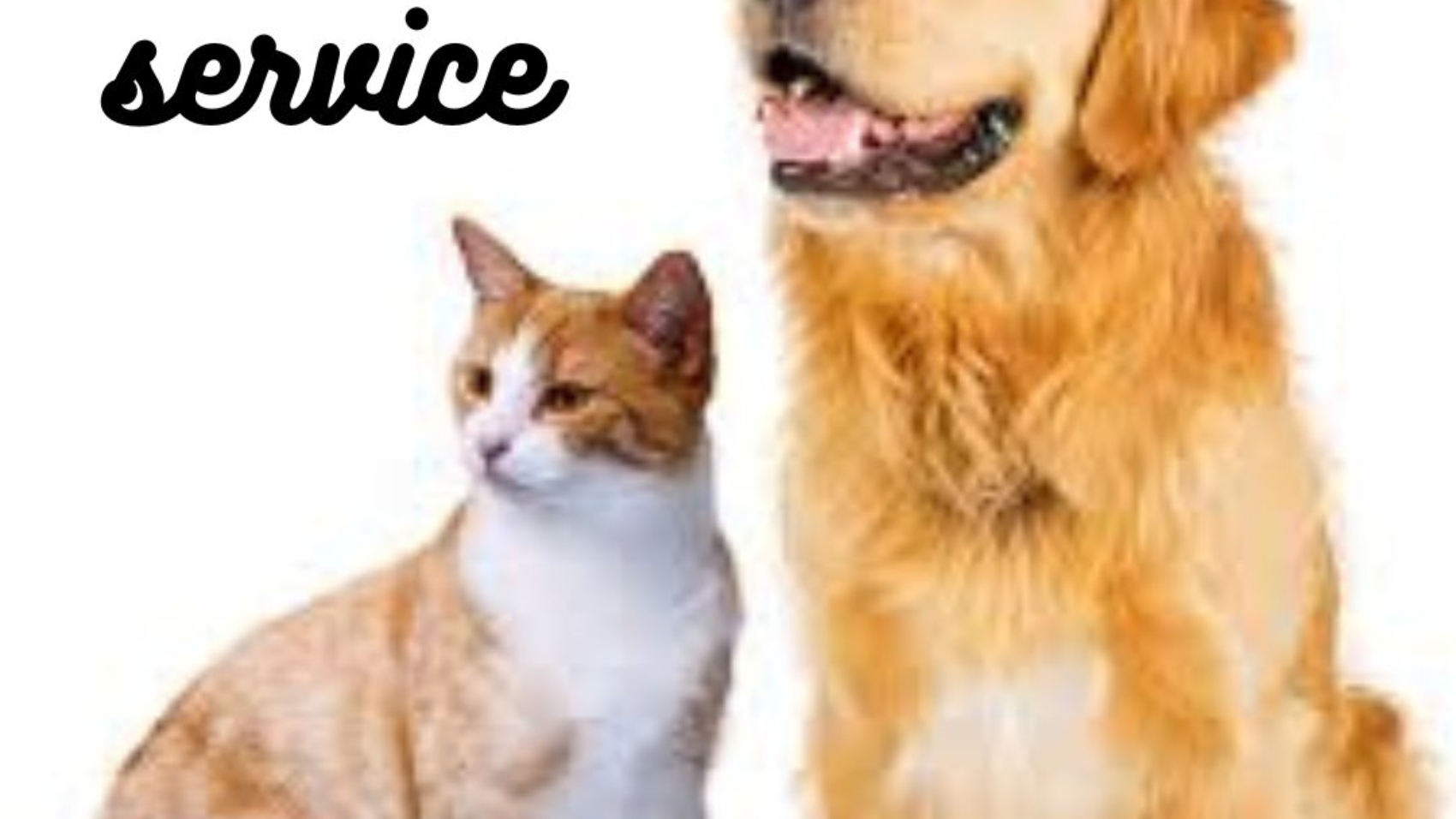 Pet care service