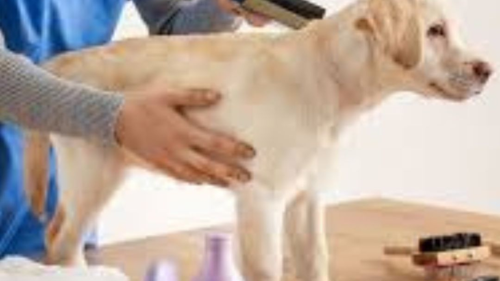 Pet Care Business