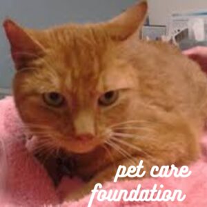 Pet Care Foundation