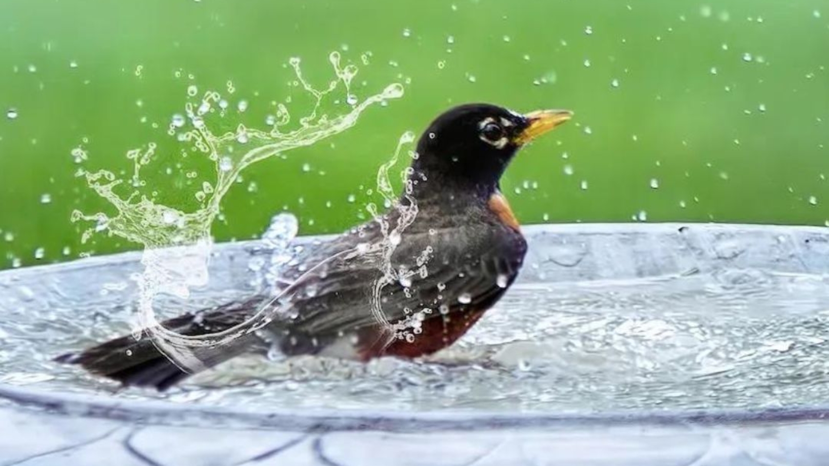 Bird care daily routine