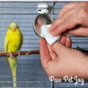 Bird care daily routine