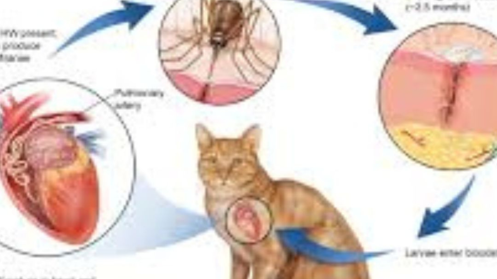 Cat Heartworm Treatment