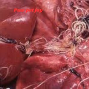 Cat Heartworm Treatment