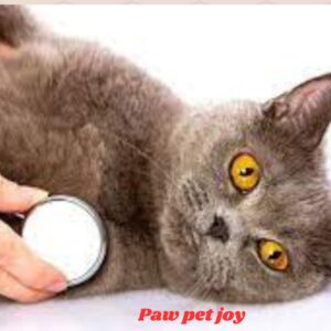 Cat Heartworm Treatment