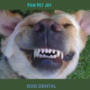 Dog dental 