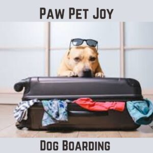 Dog boarding 