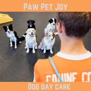 Dog day care