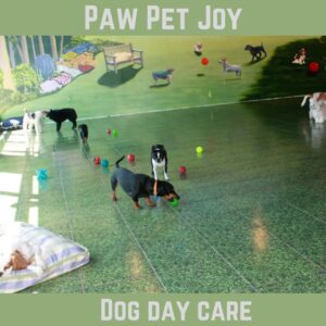 Dog day care