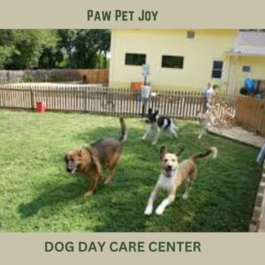 Dog day care center 