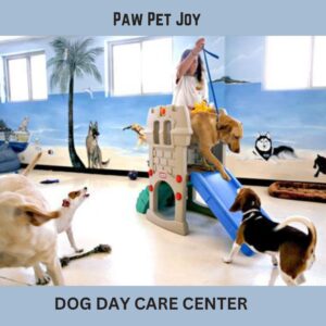 Dog day care center 