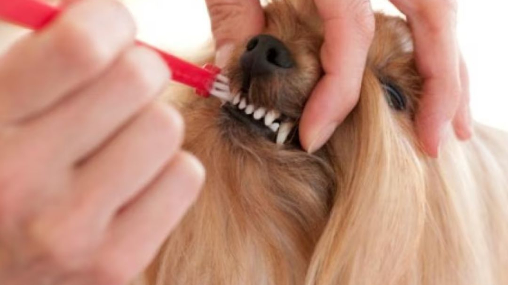 Dog dental