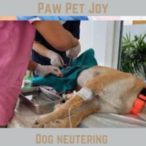 Dog neutering 