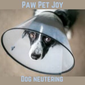 Dog neutering 