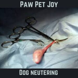 Dog neutering 