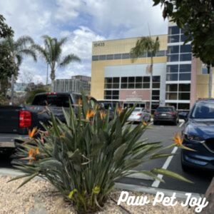 Urgent care pet clinic 