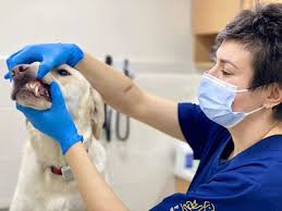 Urgent veterinary services