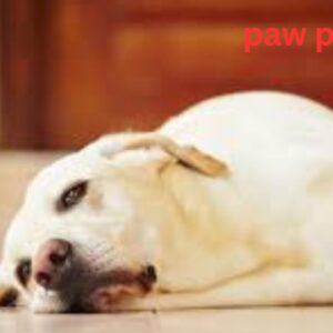 Pet Home Remedies 