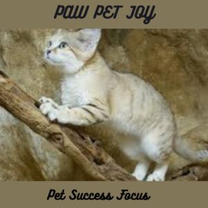 Pet Success Focus 