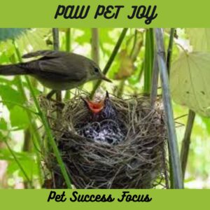 Pet Success Focus 