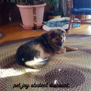 pet joy student discount 