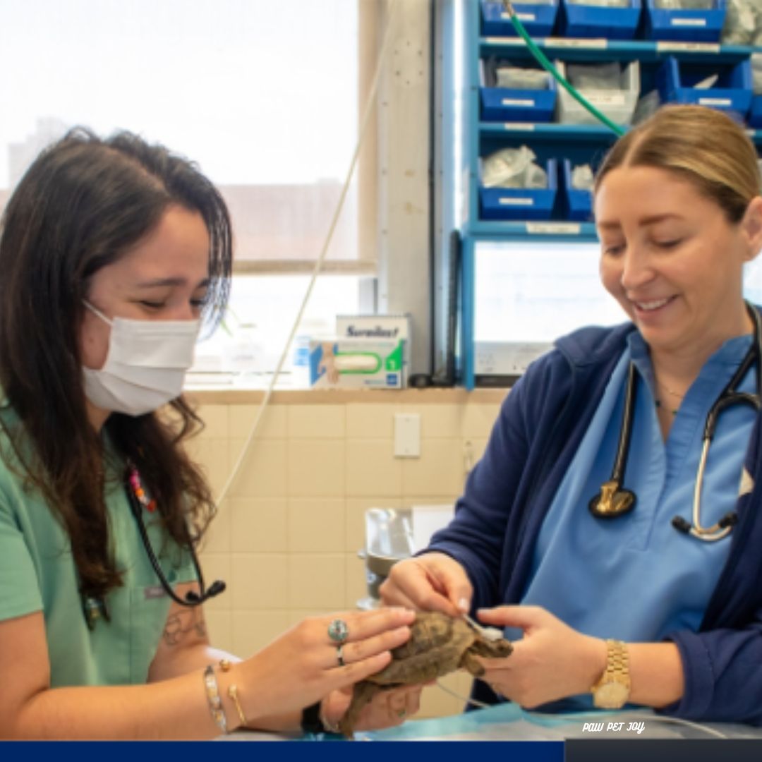 24- Hour pet hospital Critical Care for pets & Exotic Pets