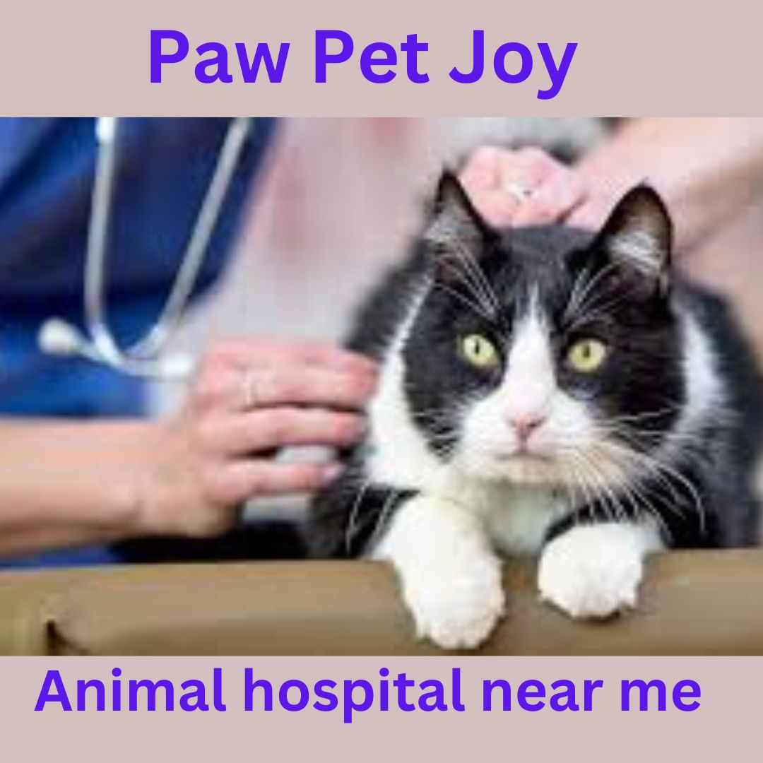 Animal hospital near me