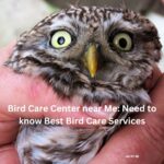 Bird Care Center near Me: Need to know Best Bird Care Services