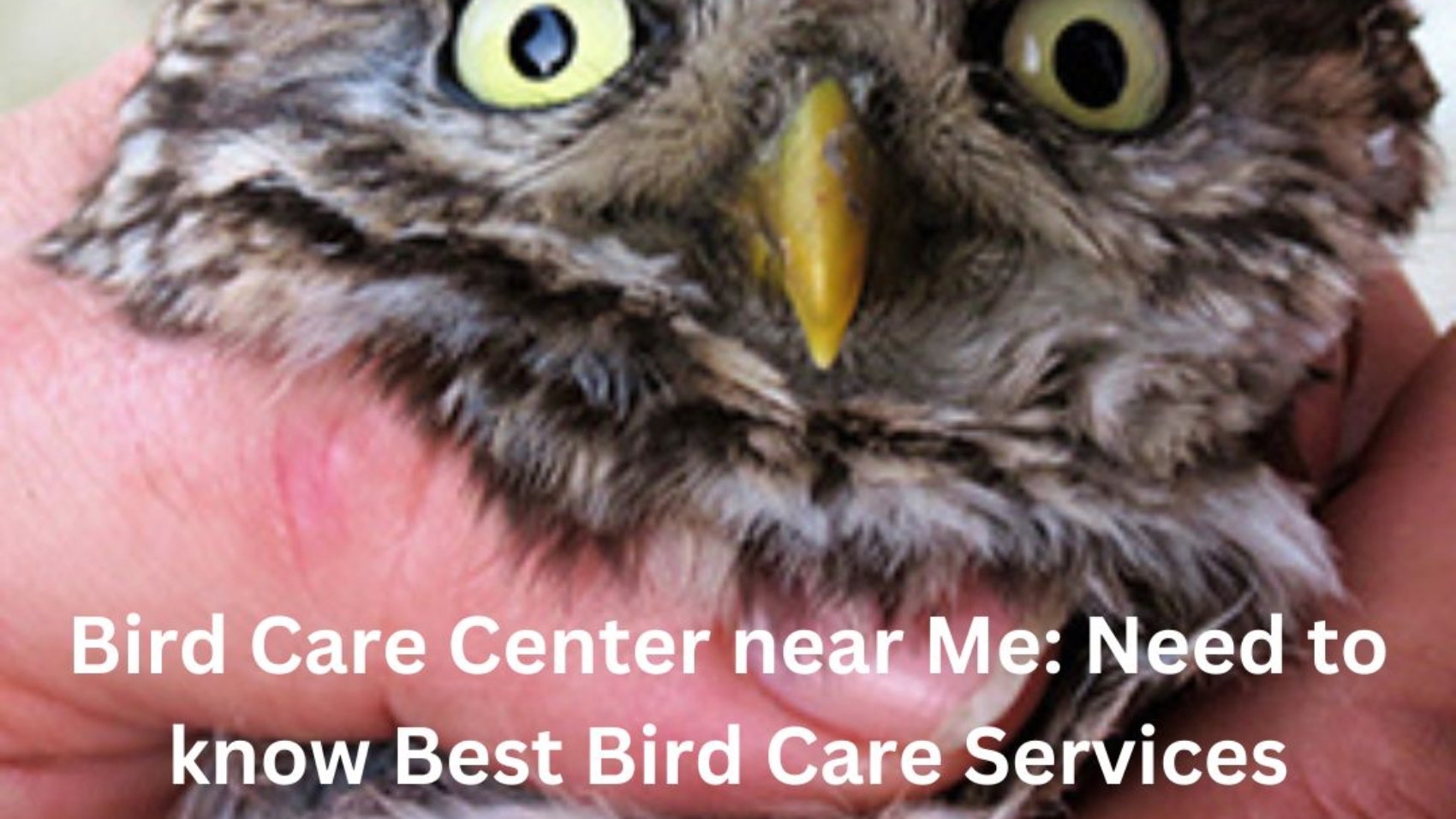 Bird Care Center near Me: Need to know Best Bird Care Services