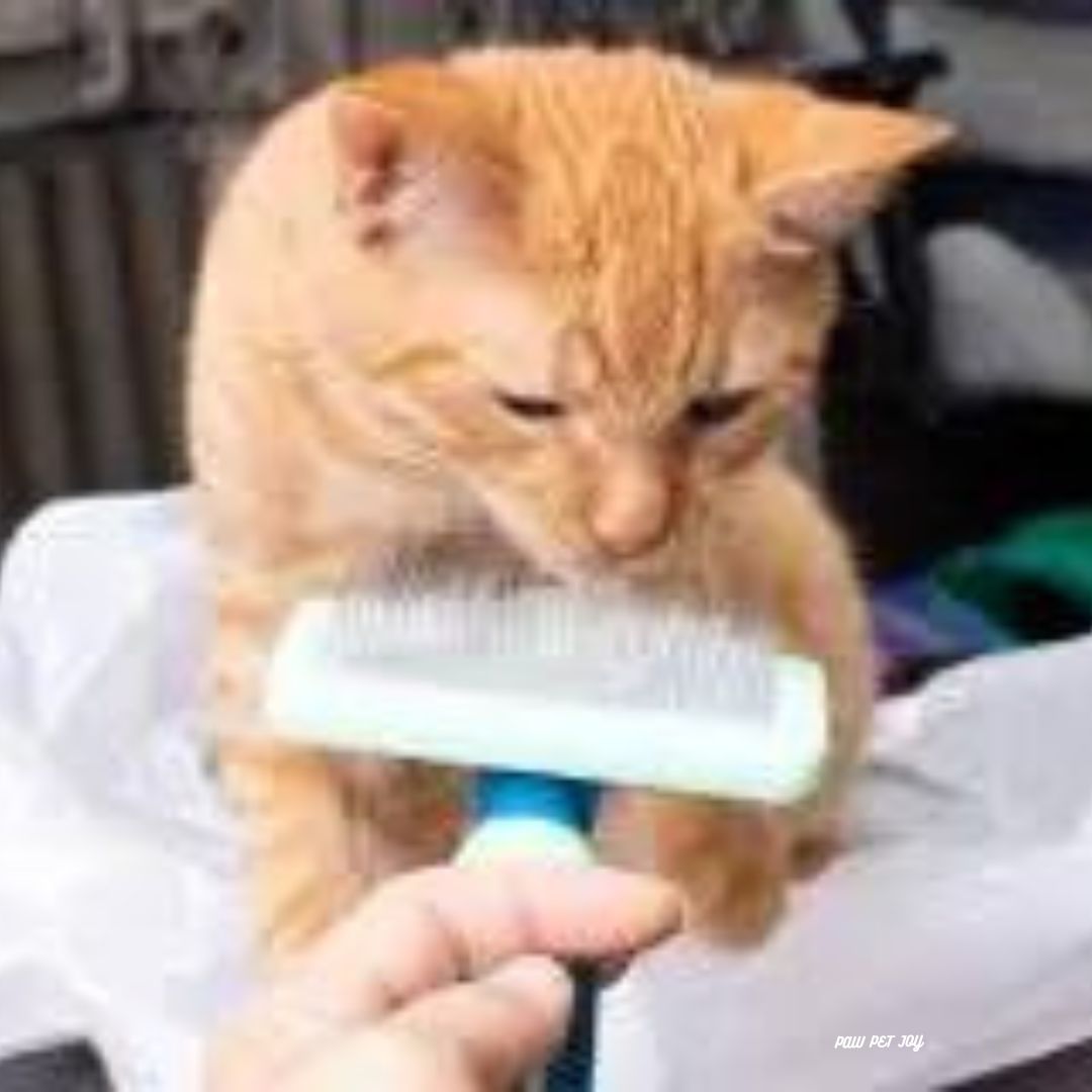 Low cost cat grooming near me that cares for cat's health