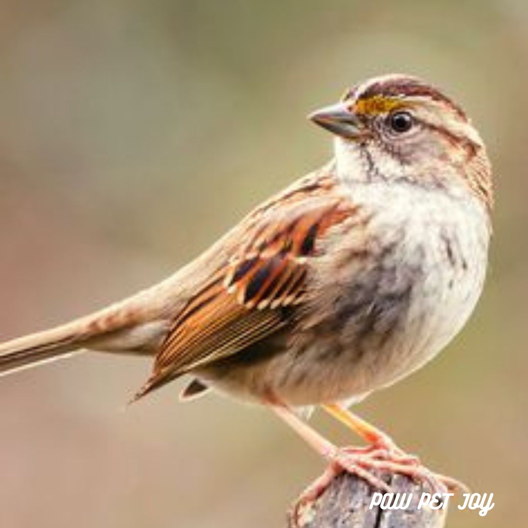 Emergency Bird Clinic: When every bird needs Help 24/7