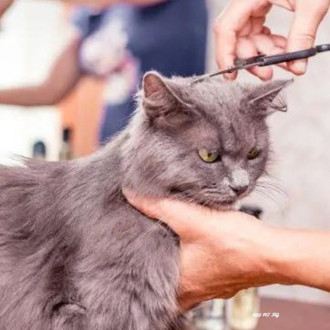 Low cost cat grooming near me that cares for cat's health