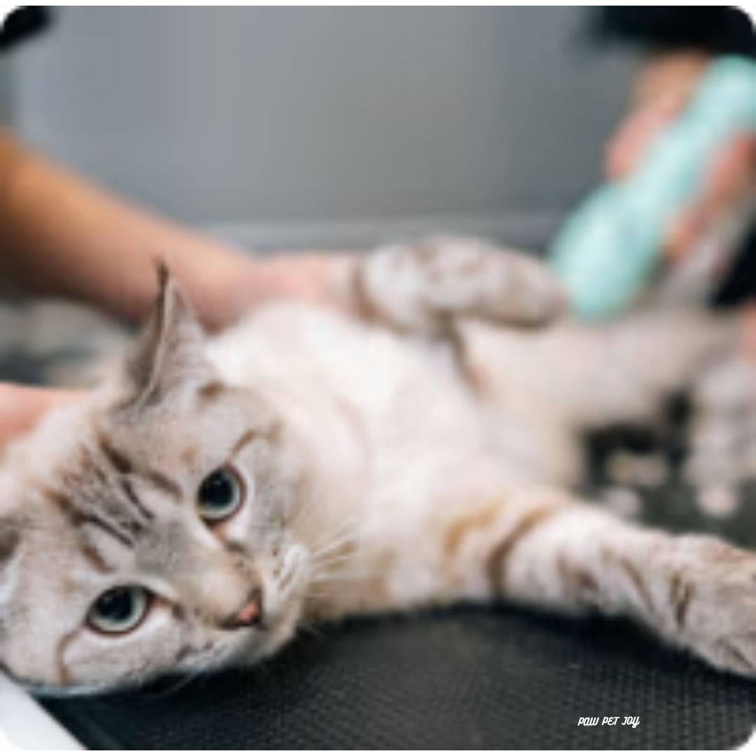 Low cost cat grooming near me that cares for cat's health