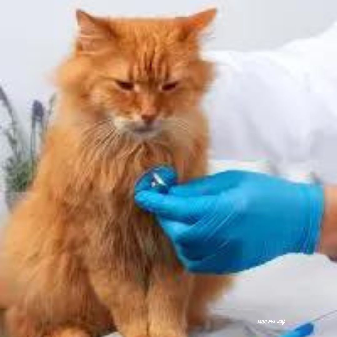 Low cost cat grooming near me that cares for cat's health