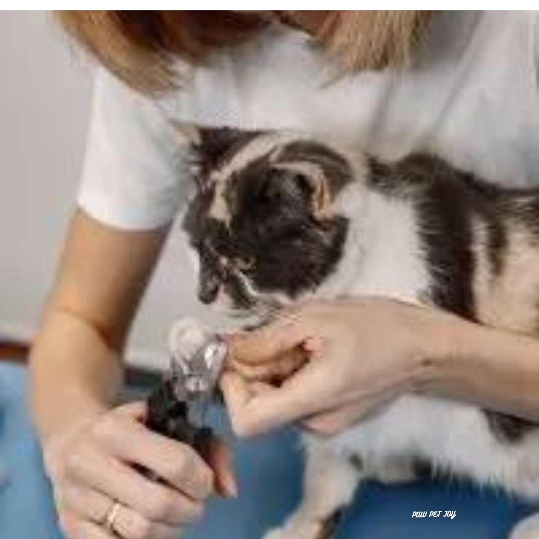 Low cost cat grooming near me that cares for cat's health