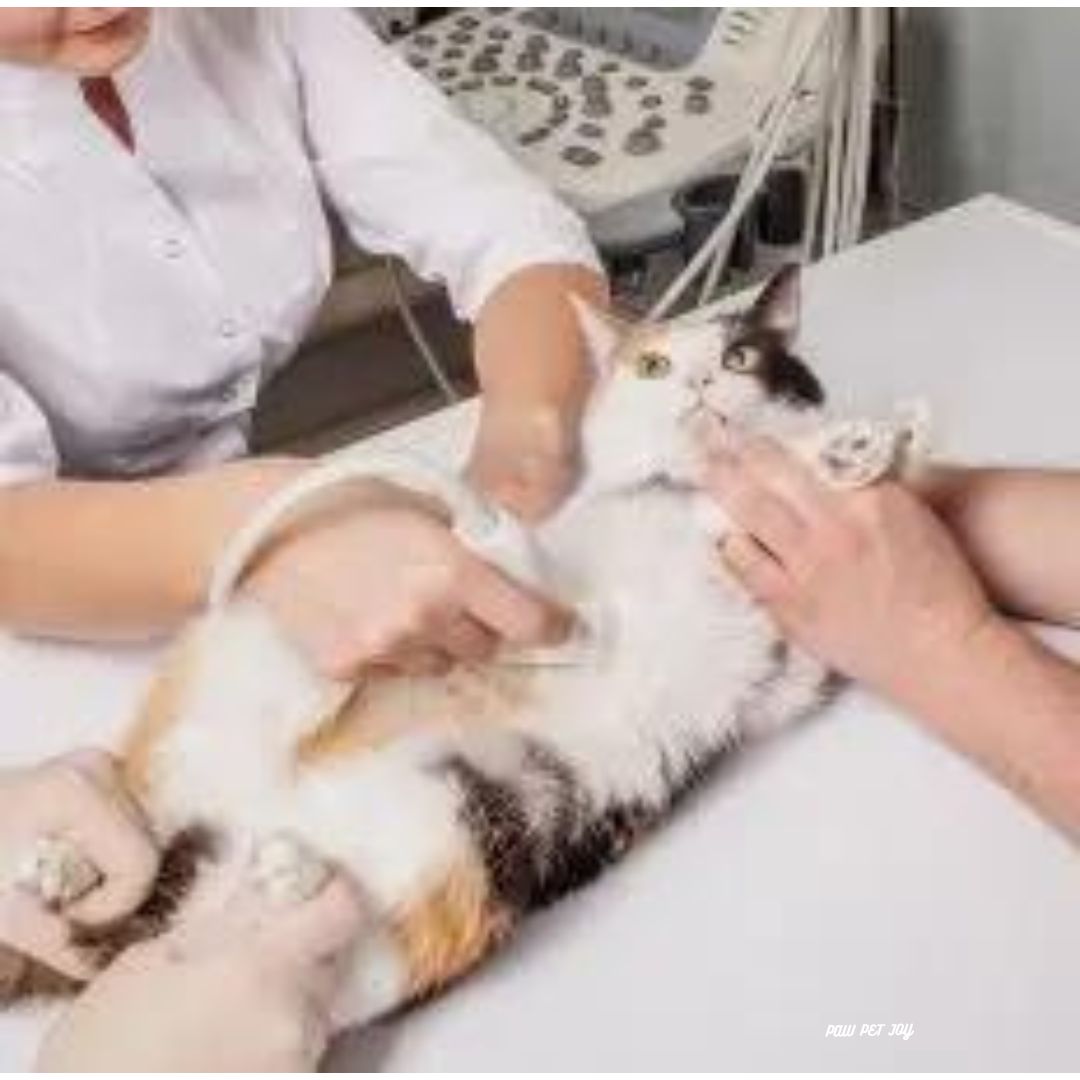 Low cost cat grooming near me that cares for cat's health