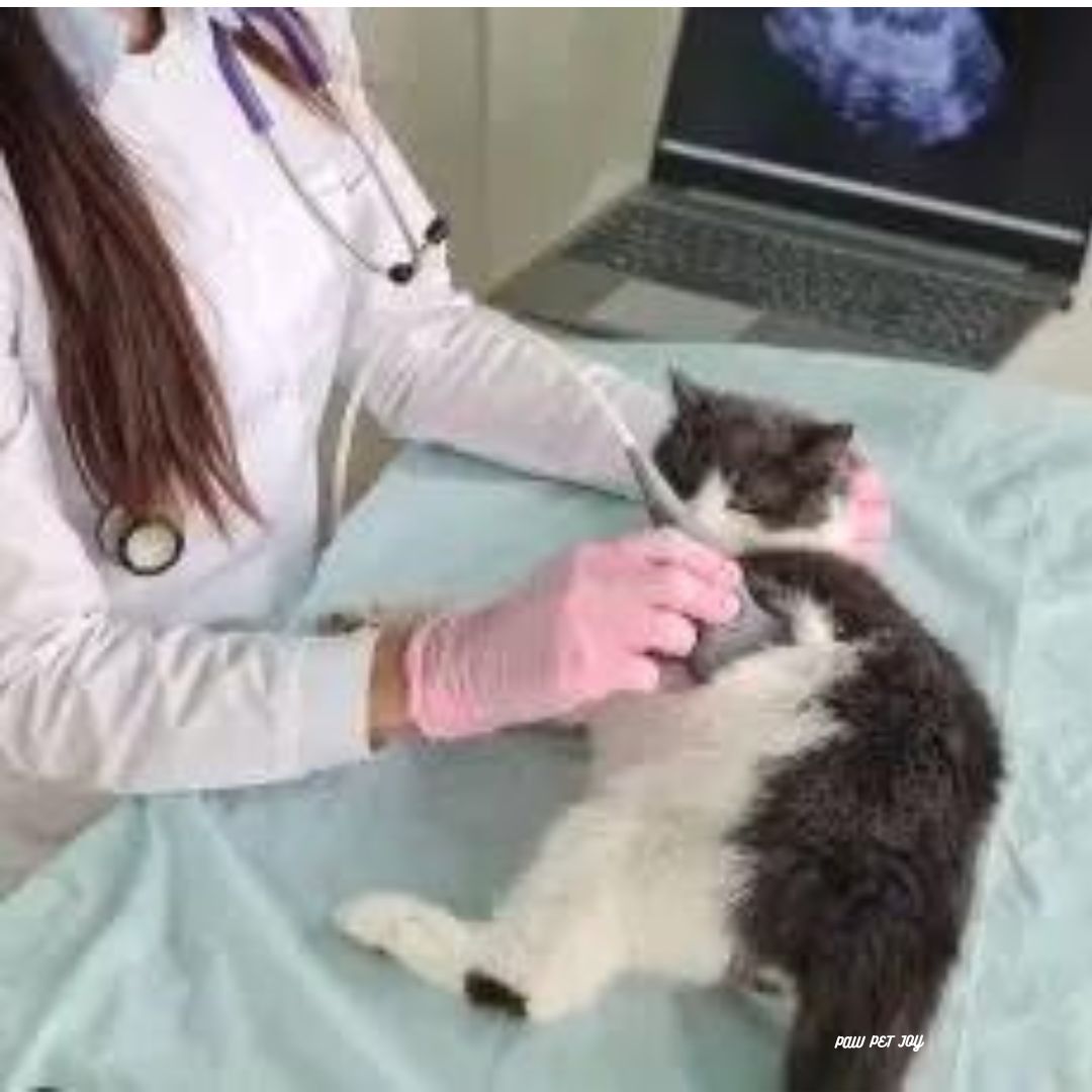 Low cost cat grooming near me that cares for cat's health