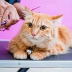 Low cost cat grooming near me that cares for cat's health