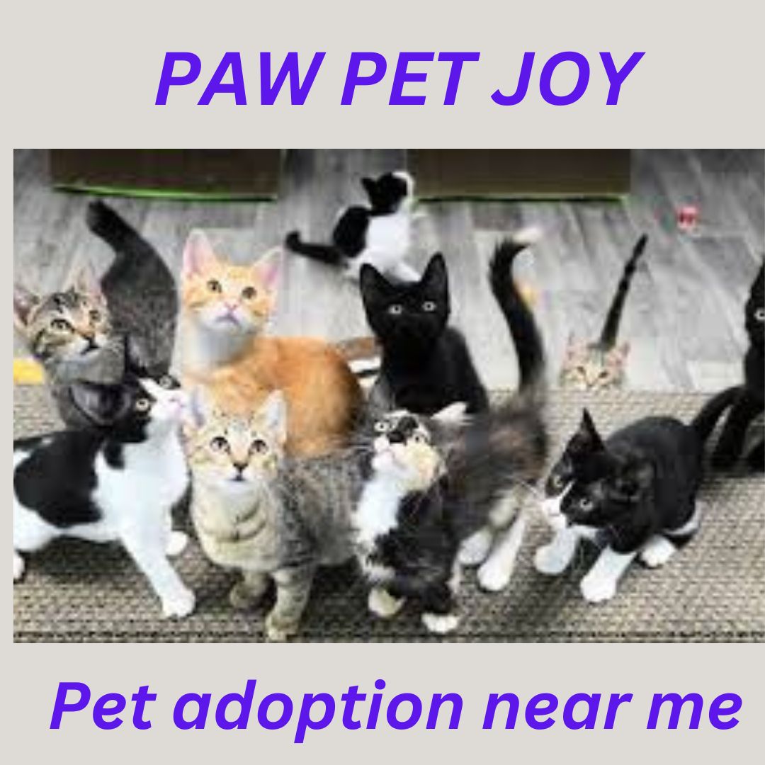 Pet adoption near me