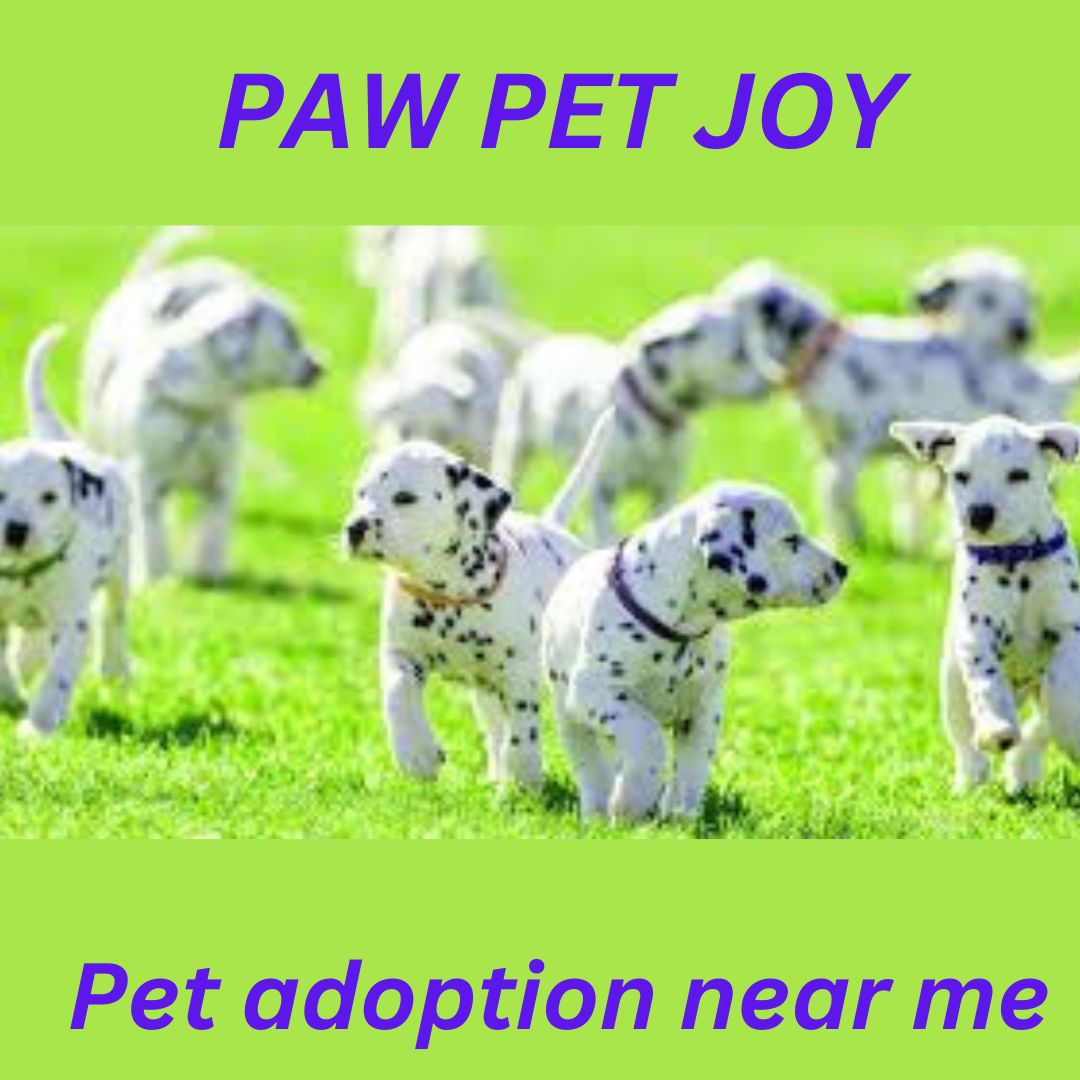 Pet adoption near me