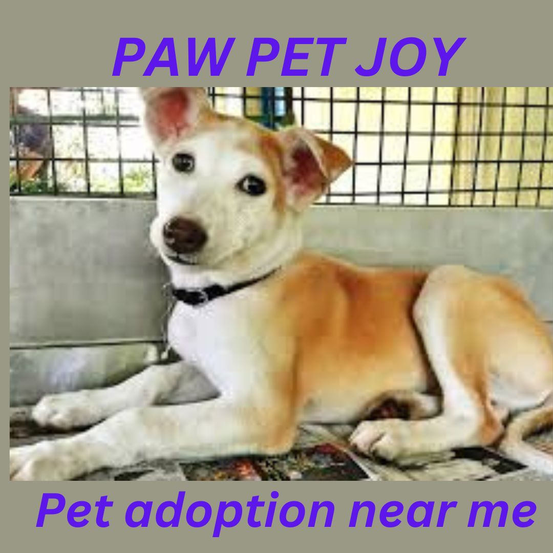 Pet adoption near me