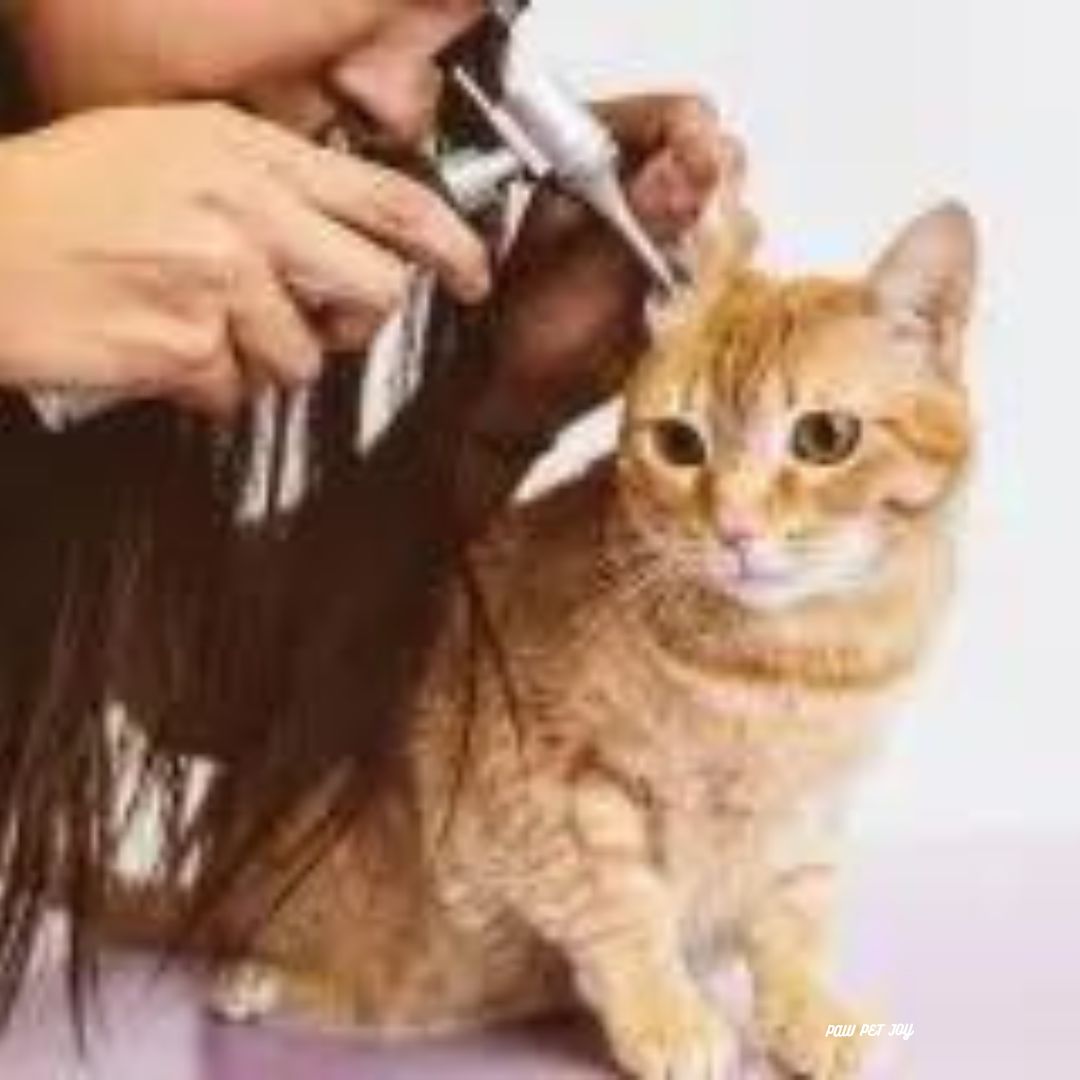 Low cost cat grooming near me that cares for cat's health