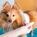 Pet Surgery Cost: Which Surgery Is the Most Expensive?