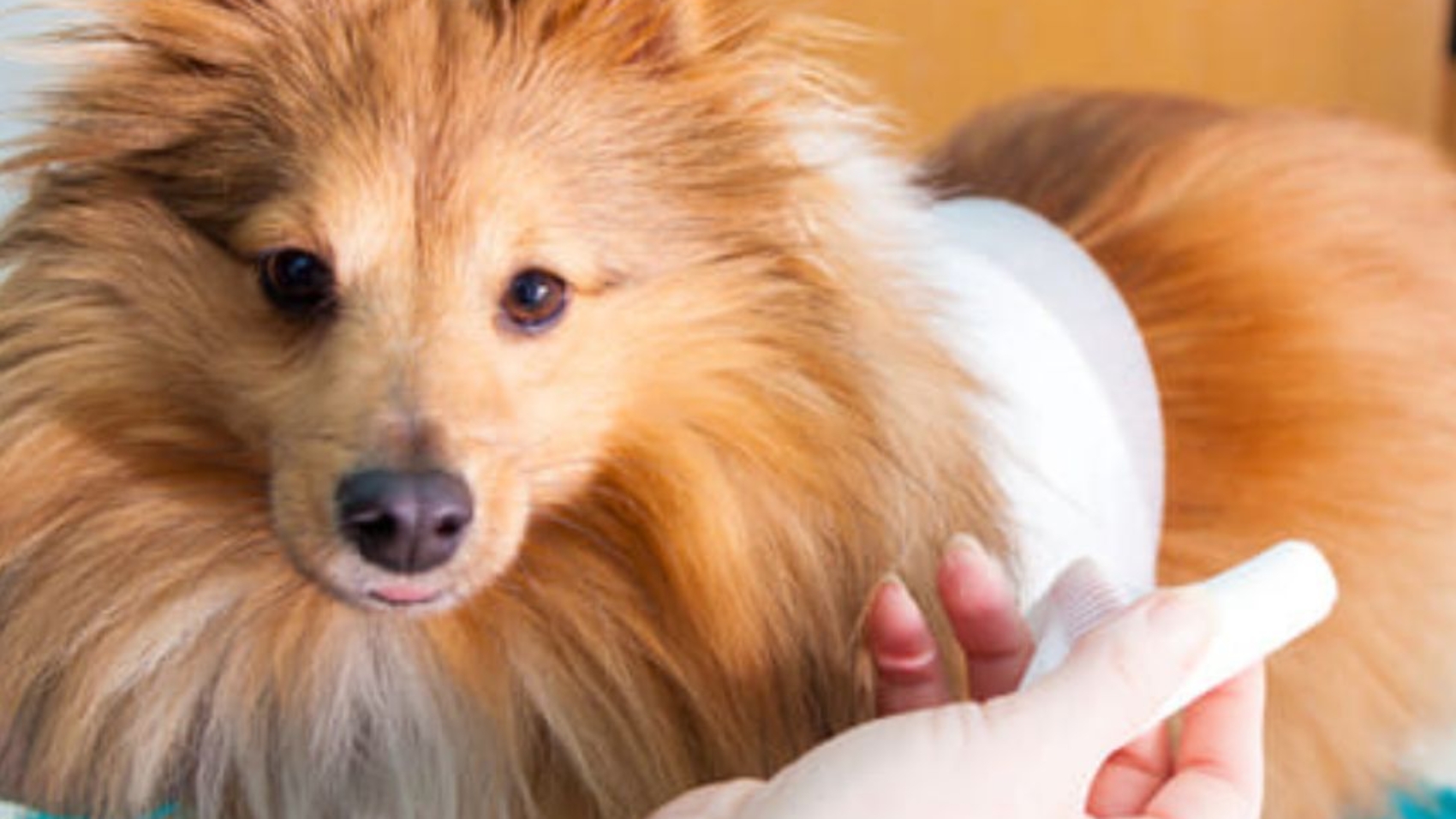 Pet Surgery Cost: Which Surgery Is the Most Expensive?