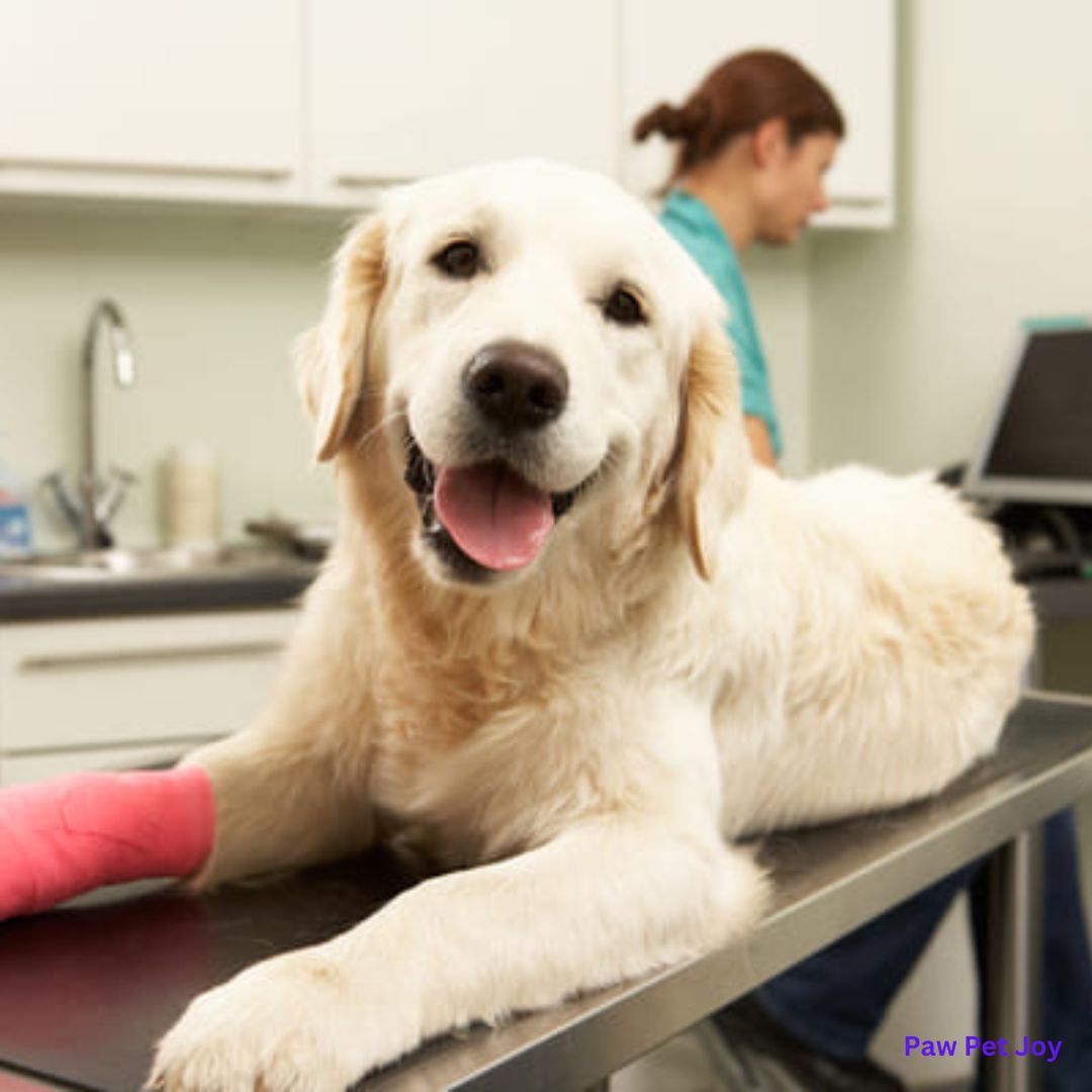 Pet Surgery Cost: Which Surgery Is the Most Expensive?